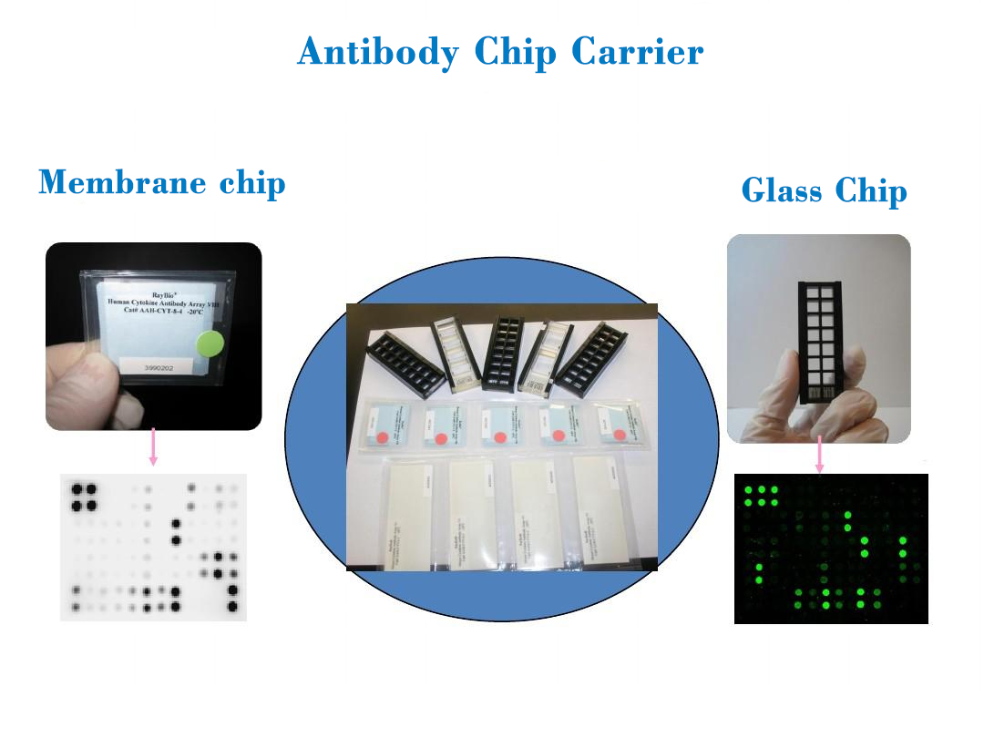Antibody Chip Carrier Display